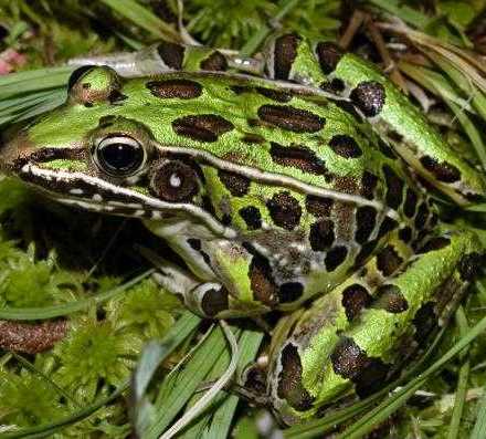 s leopard frog