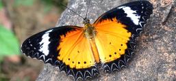 (Leopard Lacewing) male upperside