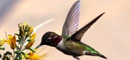 (Anna's Hummingbird) male hovering nectaring