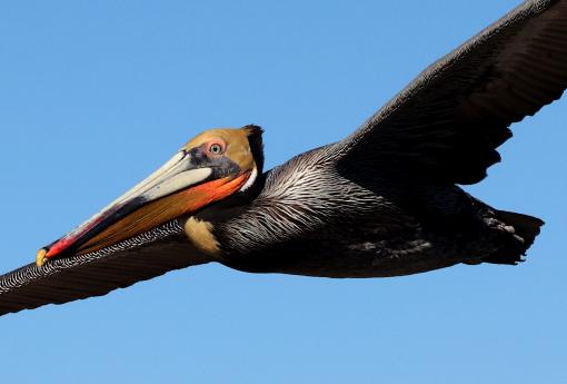 (Brown Pelican) gliding