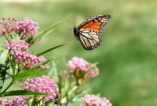 (Monarch) male flying
