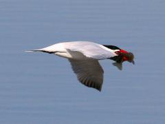 (Channel Catfish and Caspian Tern)