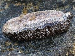 (White-spotted Sea Cucumber) underside