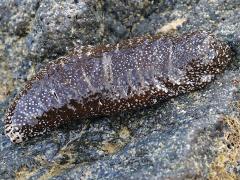 (White-spotted Sea Cucumber) upperside