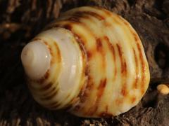 (Hawaiian Turbo Snail) upperside