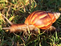 (African Giant Snail) profile