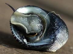 (Hawaiian Black Nerite) foot