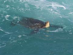 (Green Sea Turtle) swimming