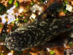 (Zebra Blenny) dorsal