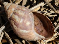 (African Giant Snail) underside