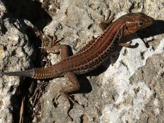 (Peloponnese Wall Lizard) dorsal (Peloponnese Wall Lizard) dorsal