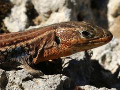 (Peloponnese Wall Lizard) head (Peloponnese Wall Lizard) head