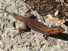 (Peloponnese Wall Lizard) lateral (Peloponnese Wall Lizard) lateral