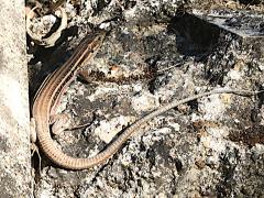 (Peloponnese Wall Lizard) rear (Peloponnese Wall Lizard) rear