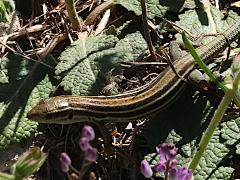 (Peloponnese Wall Lizard) side (Peloponnese Wall Lizard) side