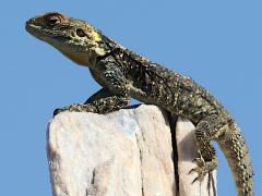 (Roughtail Rock Agama) lateral (Roughtail Rock Agama) lateral