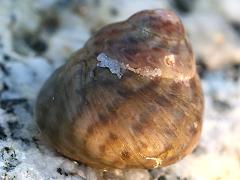 (Mutabilis Top Snail) dorsal (Mutabilis Top Snail) dorsal