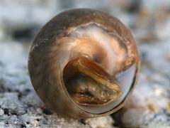 (Mutabilis Top Snail) ventral (Mutabilis Top Snail) ventral