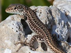 (Erhard's Wall Lizard) basking (Erhard's Wall Lizard) basking