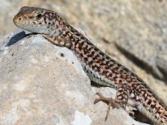 (Erhard's Wall Lizard) chilling (Erhard's Wall Lizard) chilling