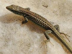 (Erhard's Wall Lizard) dorsal (Erhard's Wall Lizard) dorsal
