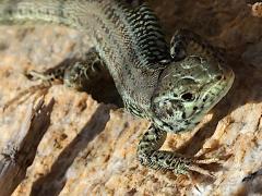 (Erhard's Wall Lizard) face (Erhard's Wall Lizard) face