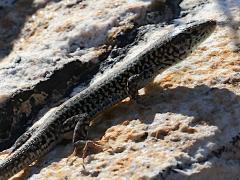 (Erhard's Wall Lizard) lateral (Erhard's Wall Lizard) lateral