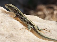 (Erhard's Wall Lizard) profile (Erhard's Wall Lizard) profile