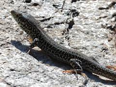 (Erhard's Wall Lizard) rear (Erhard's Wall Lizard) rear