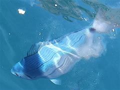 (Saddled Seabream) dorsal (Saddled Seabream) dorsal