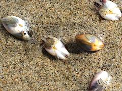 (Gould Beanclam) Bean Clam Hydroid