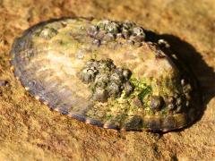 (Owl Limpet) upperside