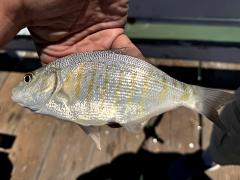 (Barred Surfperch) profile