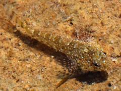 (Woolly Sculpin) dorsal