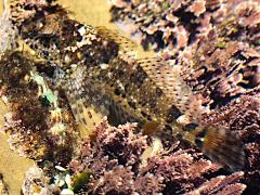 (Woolly Sculpin) profile