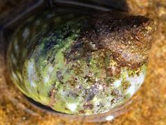 (Eroded Periwinkle) dorsal