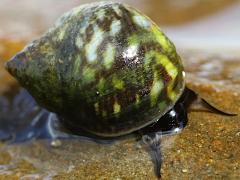 (Eroded Periwinkle) lateral