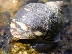 (Eroded Periwinkle) upperside