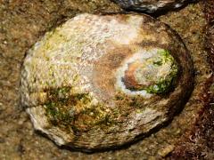 (Owl Limpet) dorsal