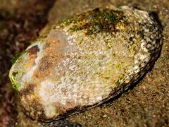 (Owl Limpet) profile