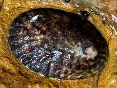 (Owl Limpet) upperside