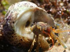 (Western Banded Tegula and Blueband Hermit Crab)