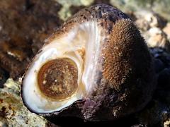 (Western Banded Tegula) operculum