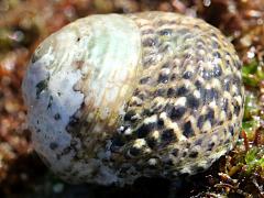 (Western Banded Tegula) profile