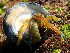 (Speckled Tegula and Blueband Hermit Crab)