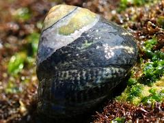 (Speckled Tegula) profile