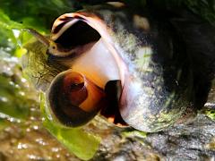 Eroded Periwinkle underside on Ulva Sea Lettuce