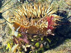 (Sunburst Anemone) profile