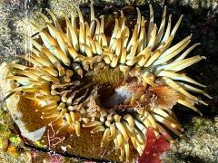 (Sunburst Anemone) upperside