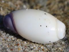 (Purple Olive Snail) dorsal